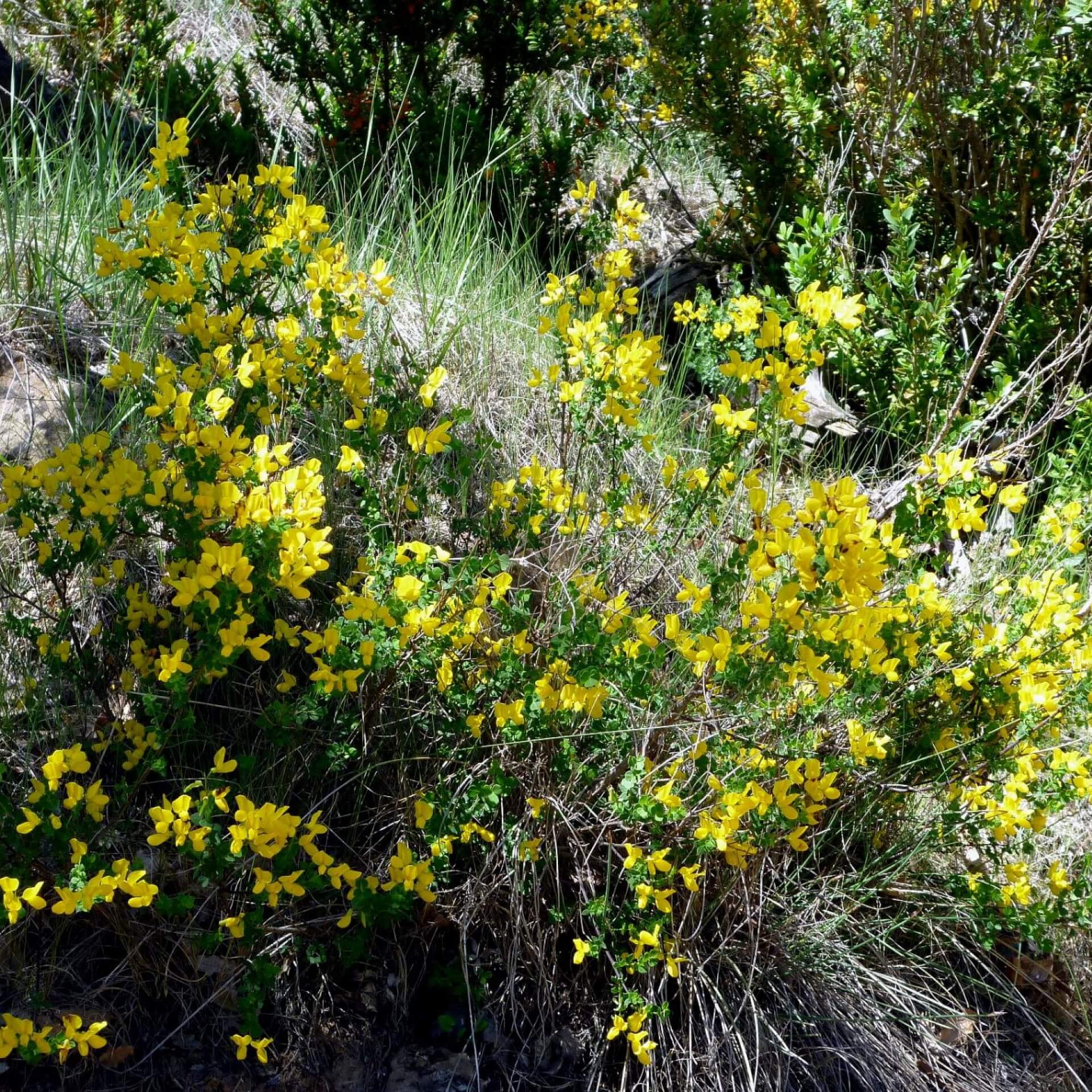 Strauch-Kronwicke (Coronilla emerus)
