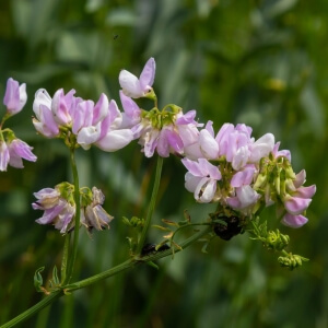 Coronilla varia