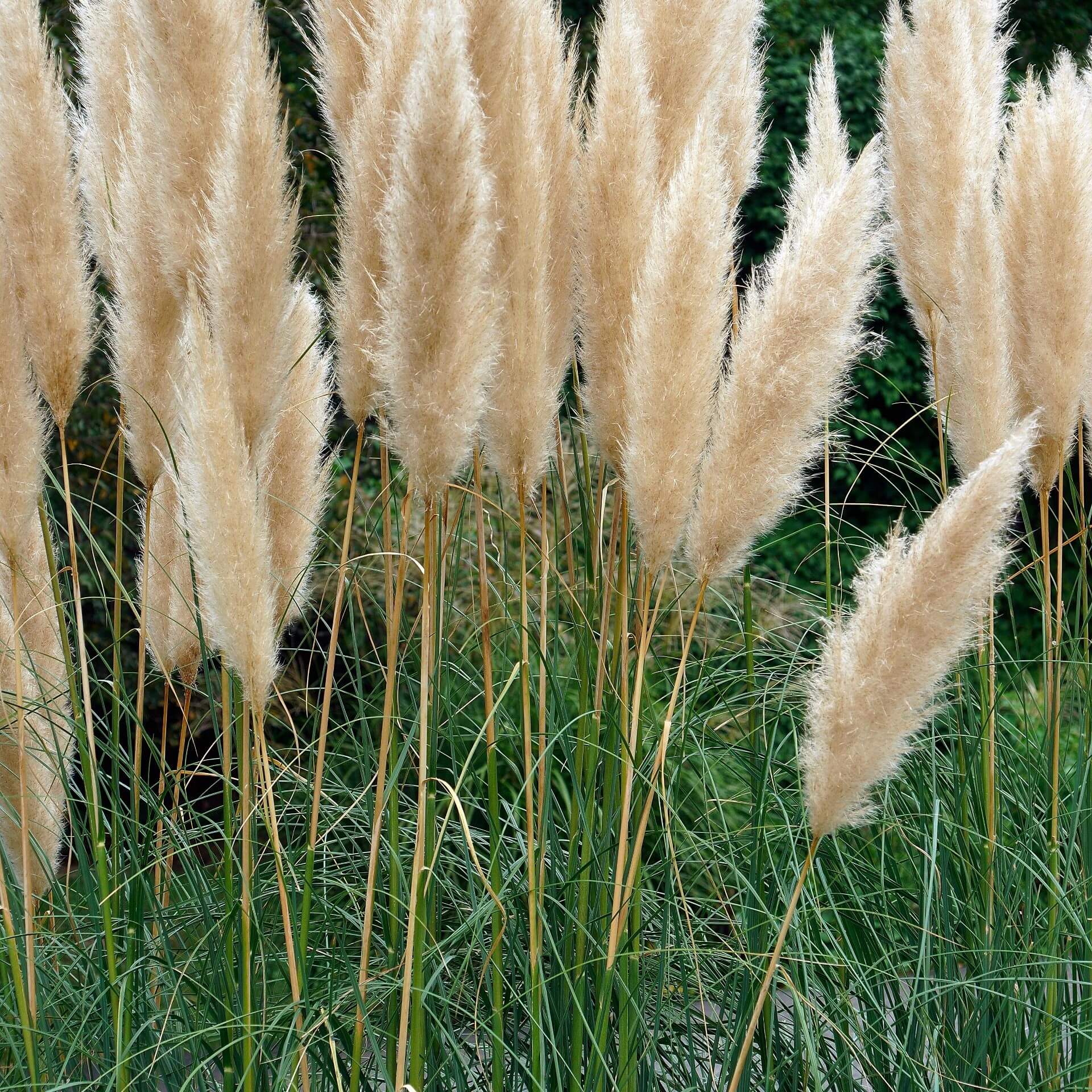 Hohes Pampasgras 'Argentea' (Cortaderia selloana 'Argentea')