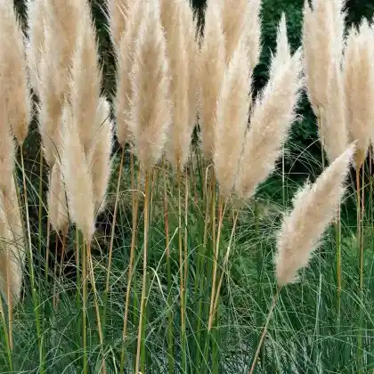 Foto von Hohes Pampasgras 'Argentea' (Cortaderia selloana 'Argentea')