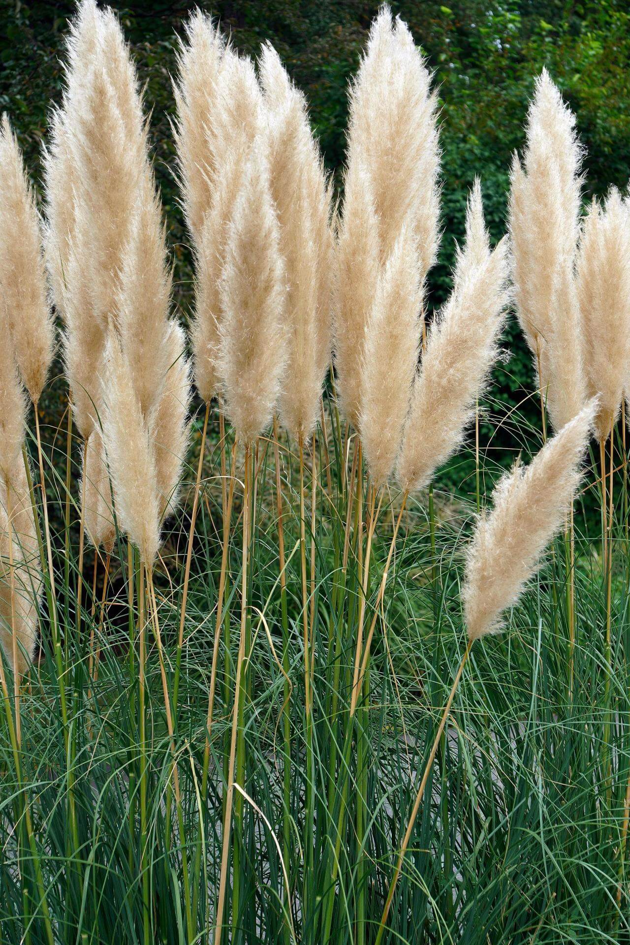 Hohes Pampasgras 'Argentea' / Cortaderia selloana 'Argentea'