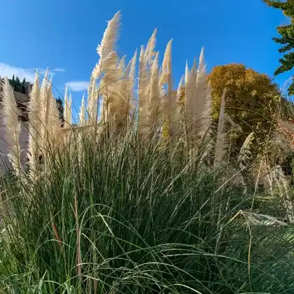 Foto von Amerikanisches Pampasgras (Cortaderia selloana)