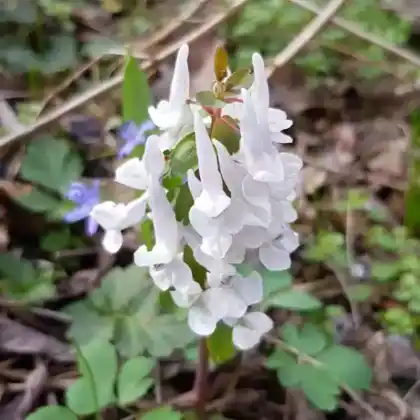 Foto von Weißer Lerchensporn (Corydalis solida 'Alba')