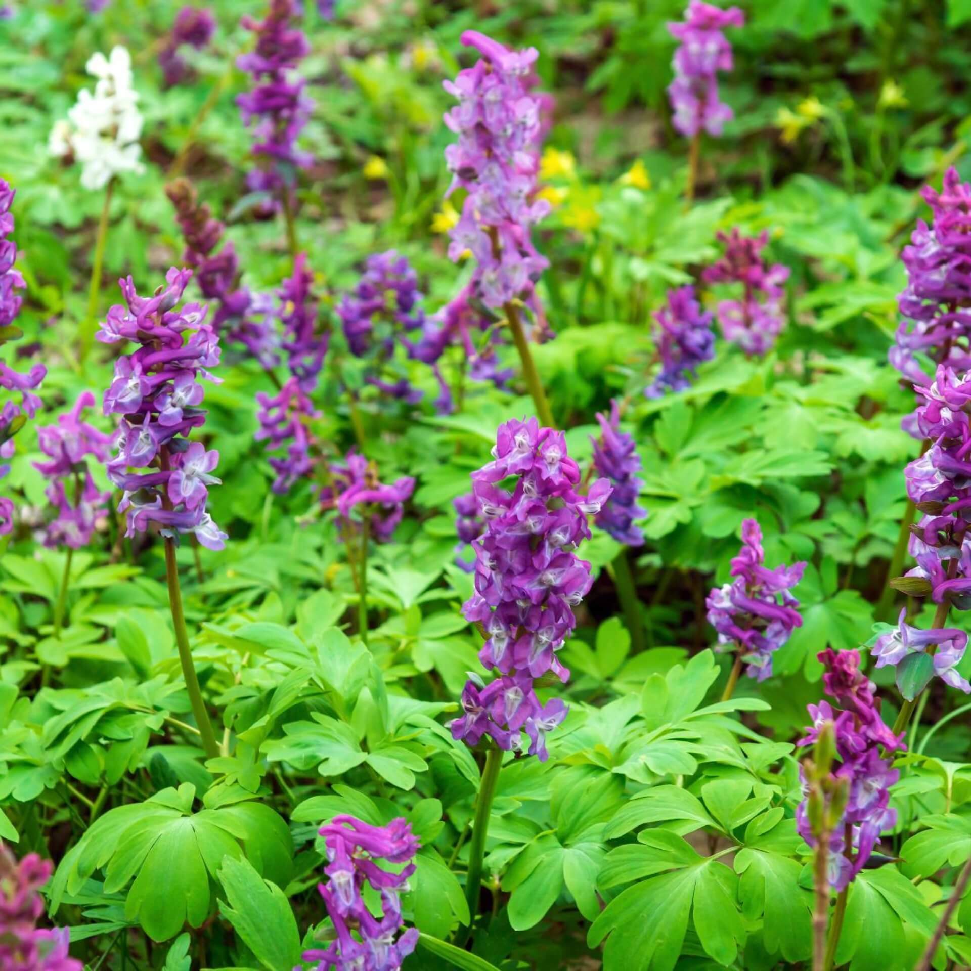 Hohler Lerchensporn (Corydalis cava)