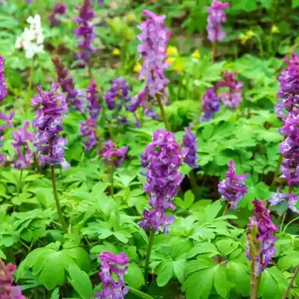 Foto von Hohler Lerchensporn (Corydalis cava)