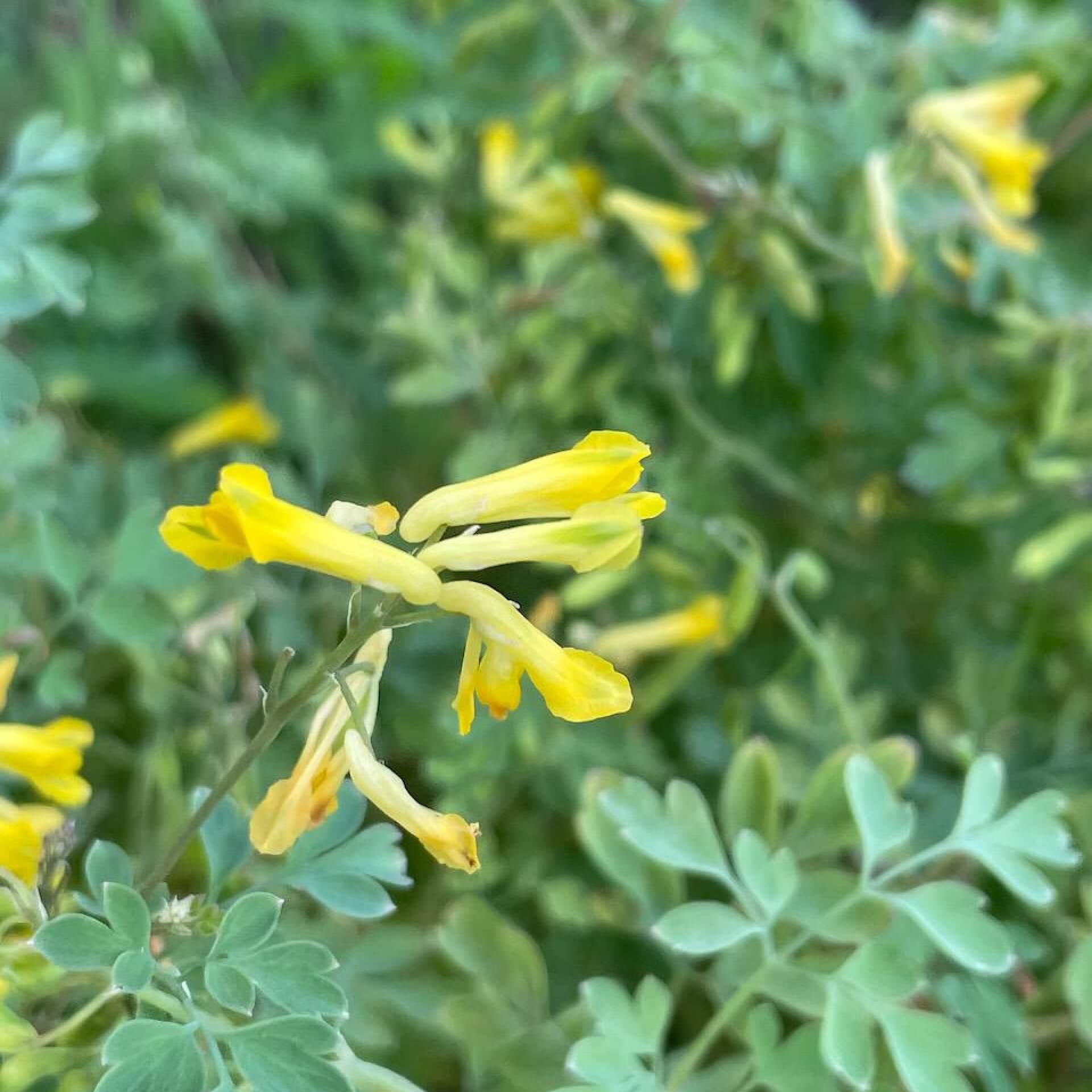 Gelber Lerchensporn (Corydalis lutea)