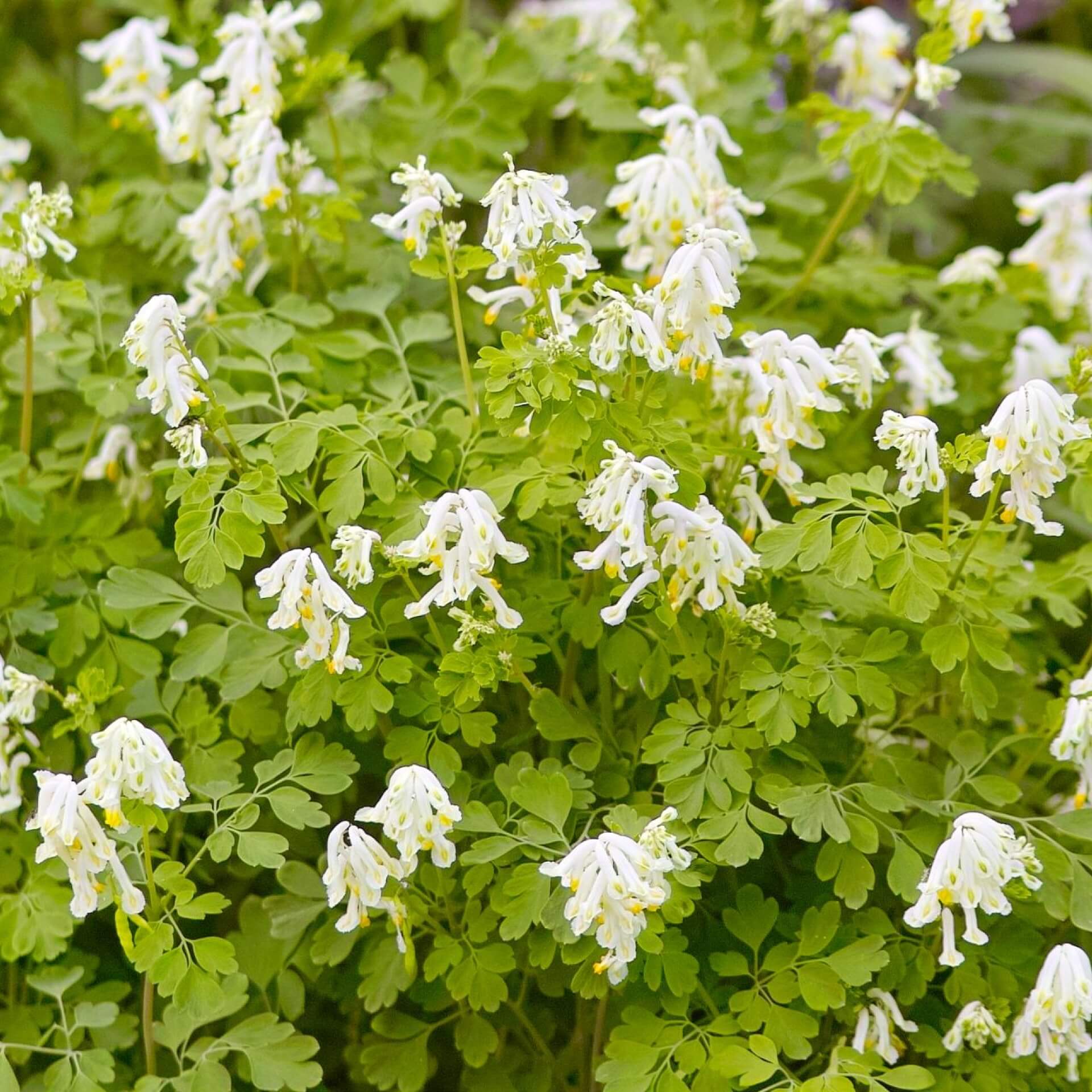 Gelblichweißer Lerchensporn (Corydalis ochroleuca)