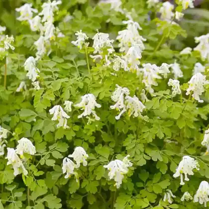 Foto von Gelblichweißer Lerchensporn (Corydalis ochroleuca)