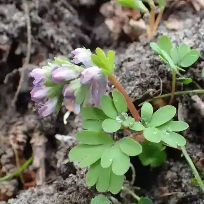 Foto von Zwerg-Lerchensporn (Corydalis pumila)
