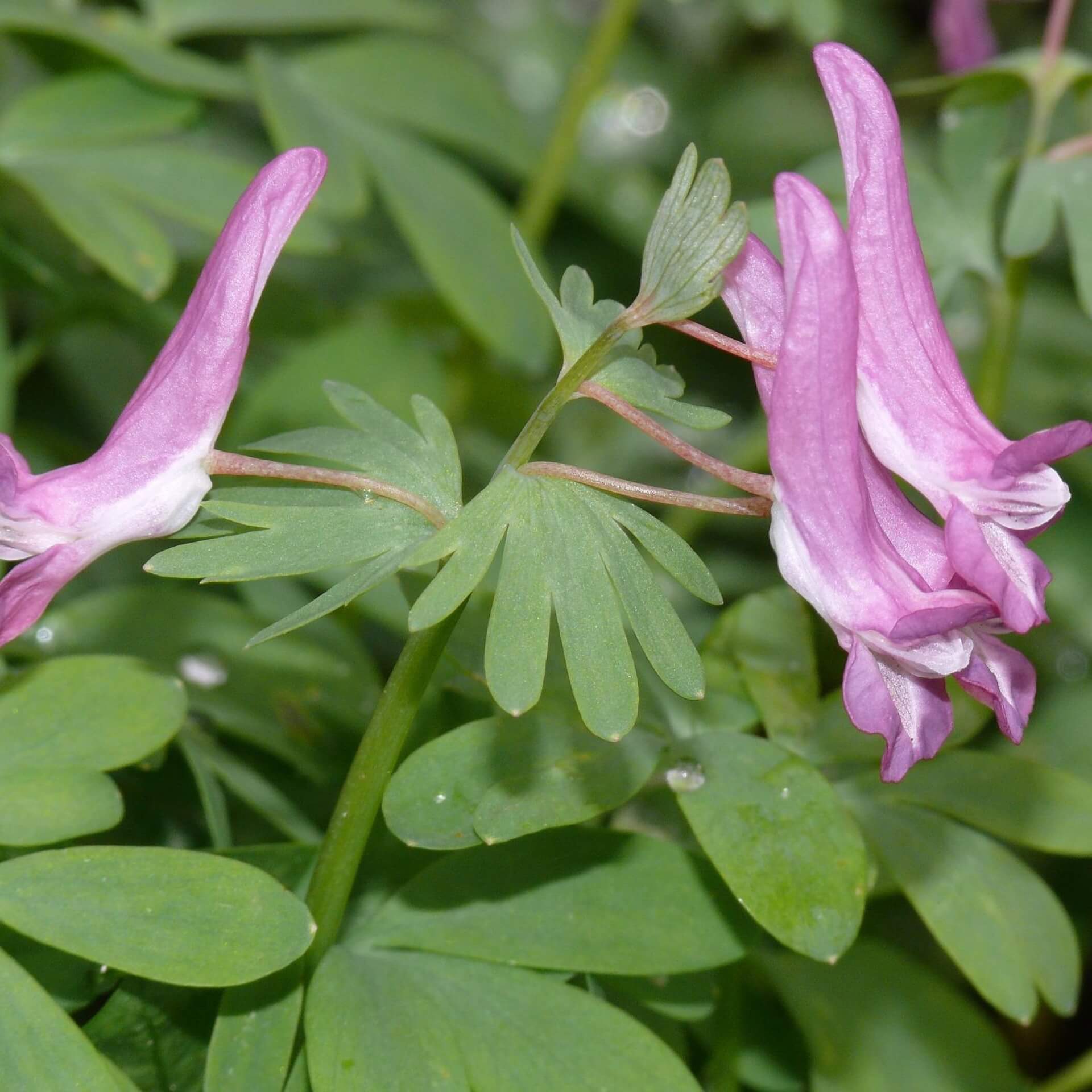 Gefingerter Lerchensporn (Corydalis solida)