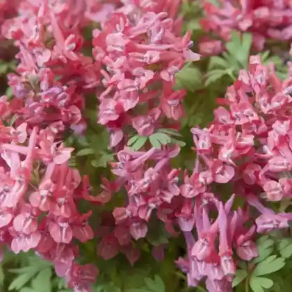 Foto von Gefingerter Lerchensporn 'G.P. Baker' (Corydalis solida 'G.P. Baker')