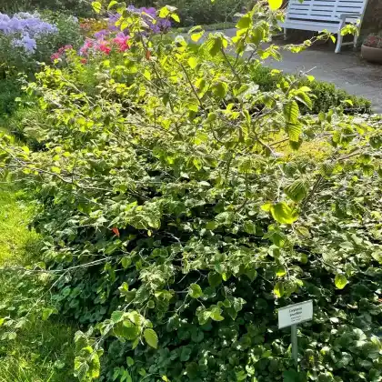 Foto von Niedrige Scheinhasel (Corylopsis pauciflora)