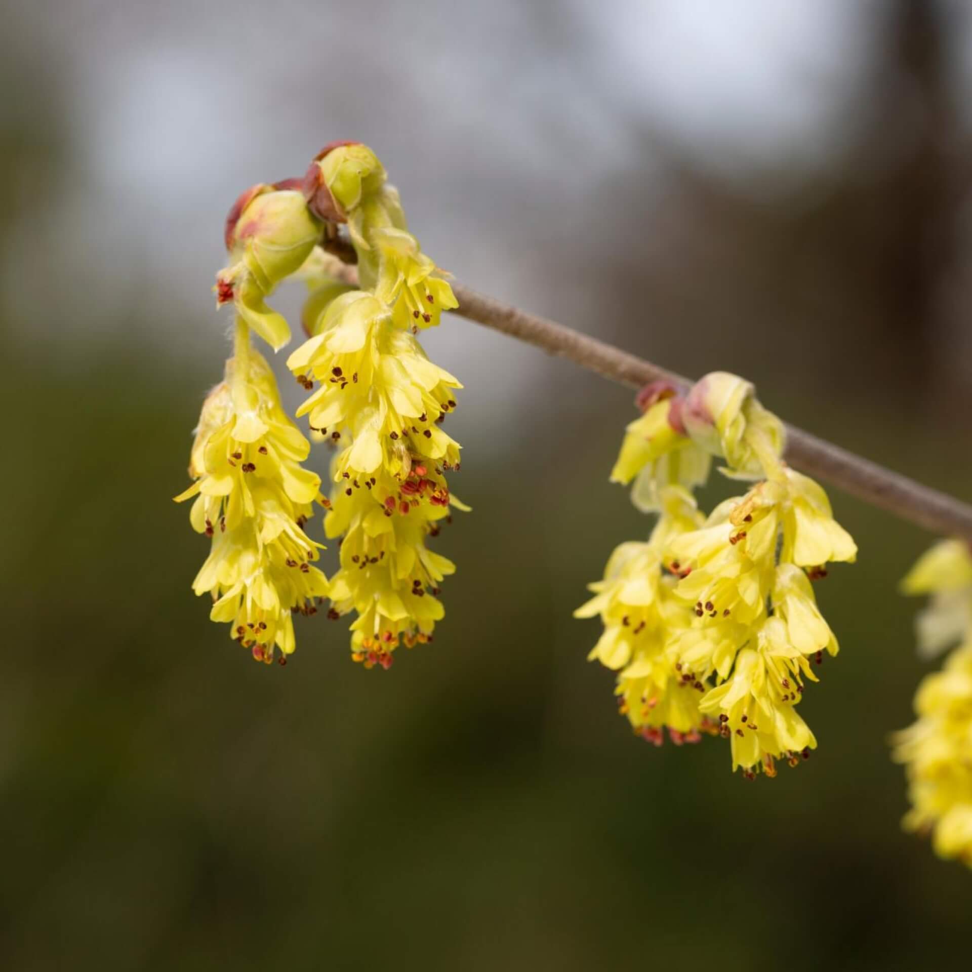 Hohe Scheinhasel (Corylopsis spicata)