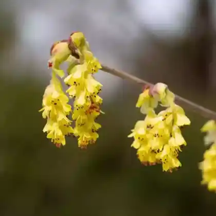 Foto von Hohe Scheinhasel (Corylopsis spicata)