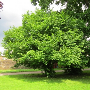 Corylus avellana