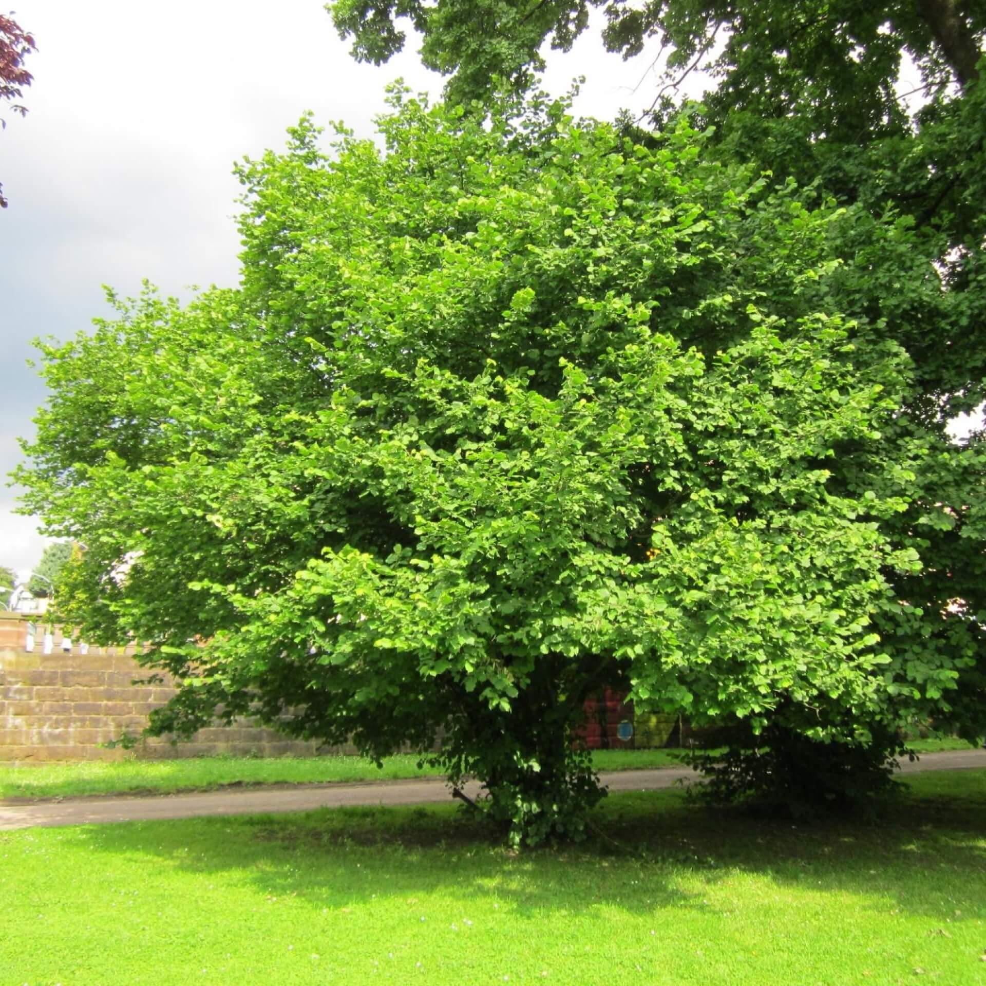 Hasel (Corylus avellana)