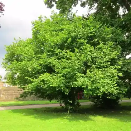 Foto von Haselnuss (Corylus avellana)