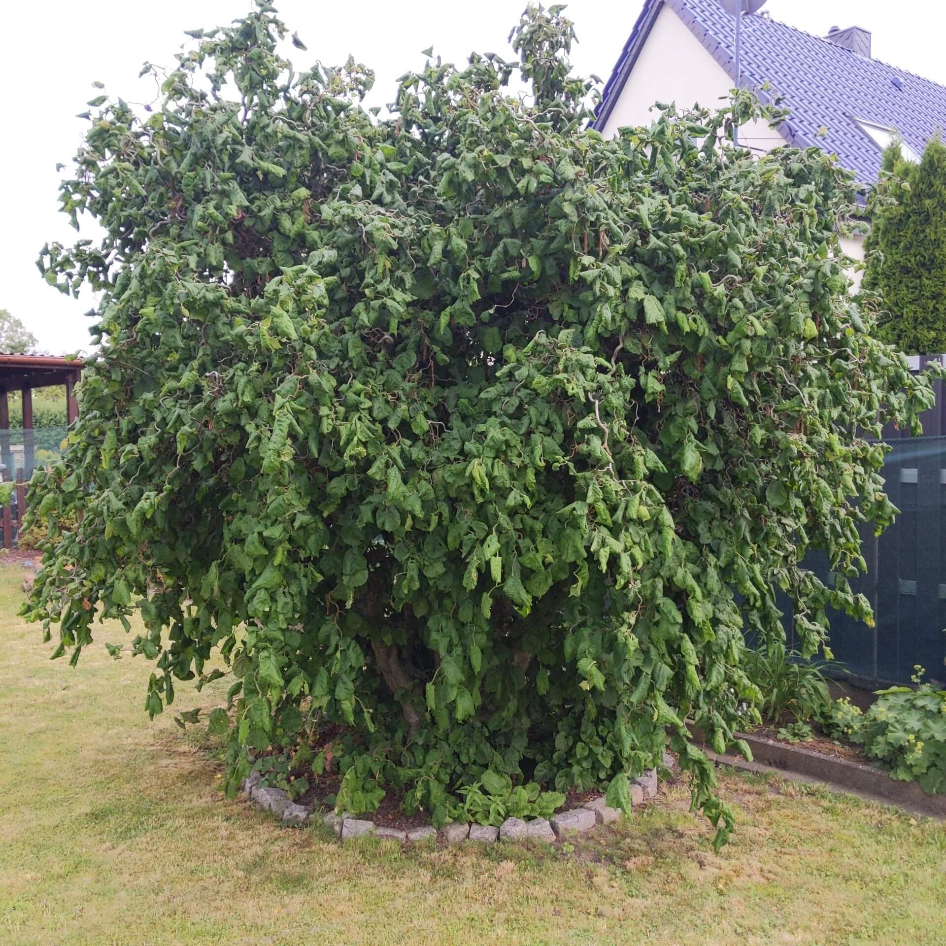 Korkenzieher-Hasel 'Contorta' (Corylus avellana 'Contorta')