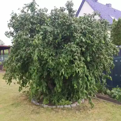 Foto von Korkenzieher-Hasel 'Contorta' (Corylus avellana 'Contorta')