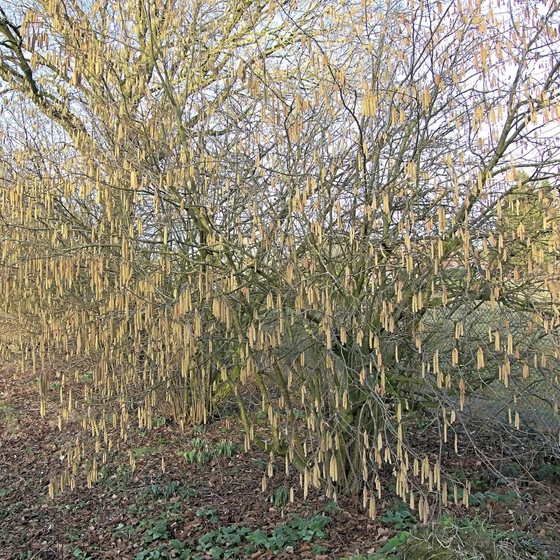 Haselnuss 'Cosford' (Corylus avellana 'Cosford')