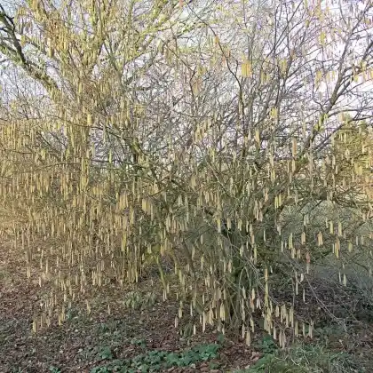 Foto von Haselnuss 'Cosford' (Corylus avellana 'Cosford')