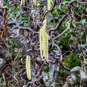 Corylus avellana 'Twister'