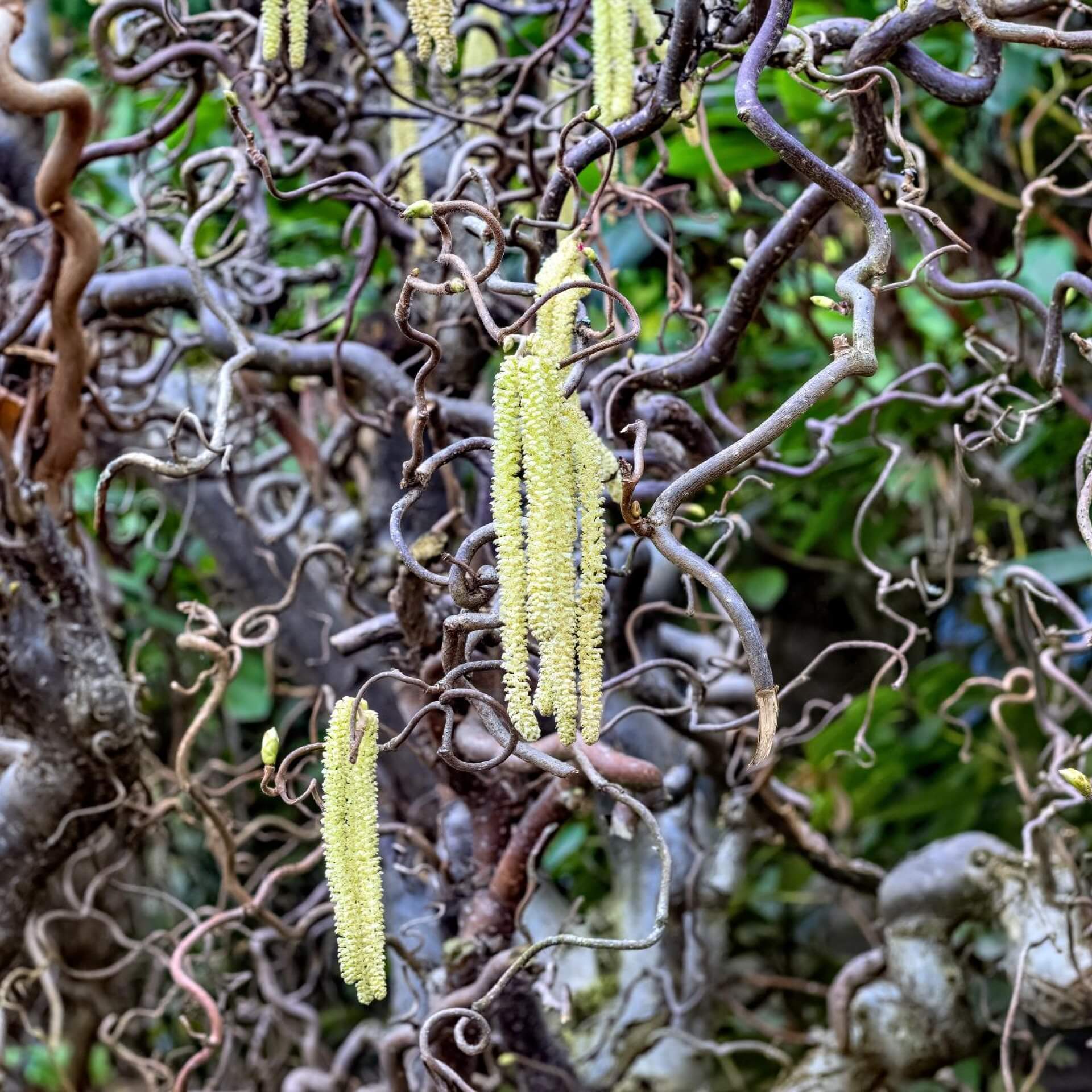 Aufrechte Korkenzieherhasel 'Twister' (Corylus avellana 'Twister')