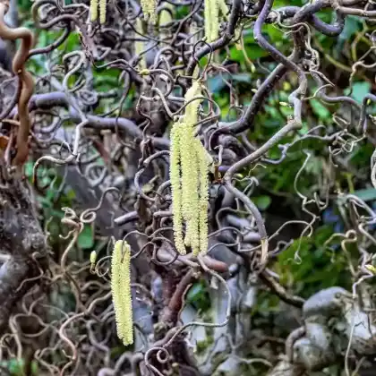 Foto von Aufrechte Korkenzieherhasel 'Twister' (Corylus avellana 'Twister')