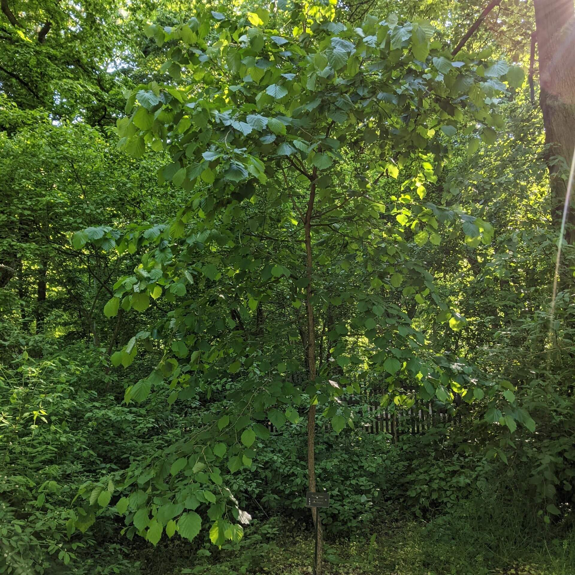 Baum-Hasel (Corylus colurna)