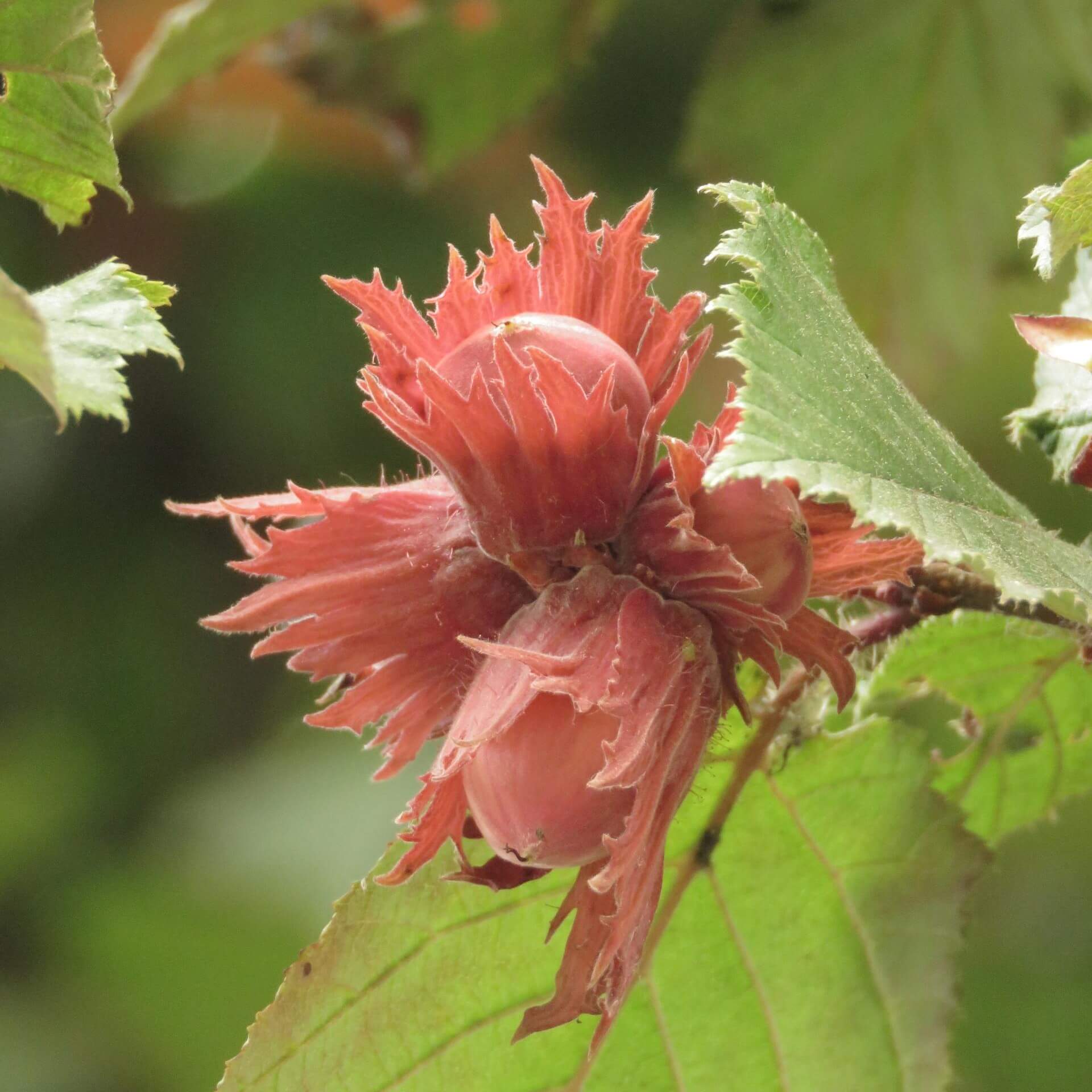 Lamberts-Hasel (Corylus maxima)