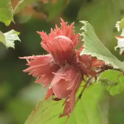 Foto von Lamberts-Hasel (Corylus maxima)