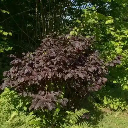 Foto von Bluthasel (Corylus maxima 'Purpurea')