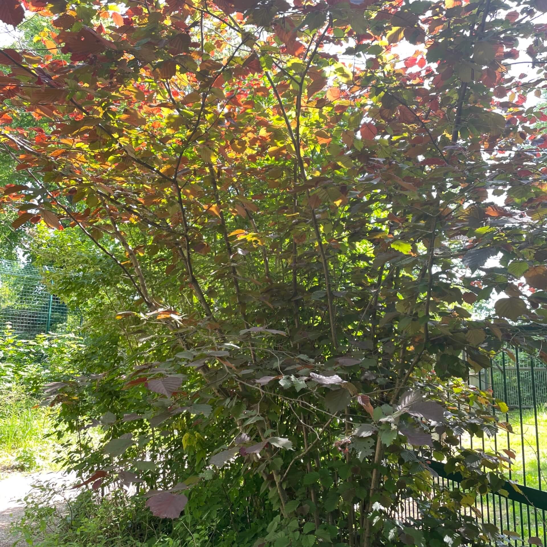 Bluthasel (Corylus maxima 'Purpurea')