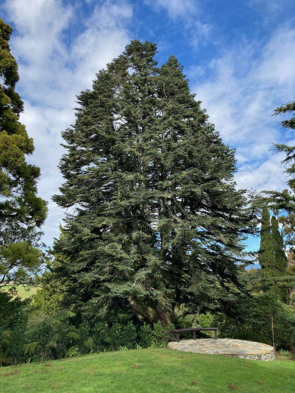 Spanische Tanne / Abies pinsapo