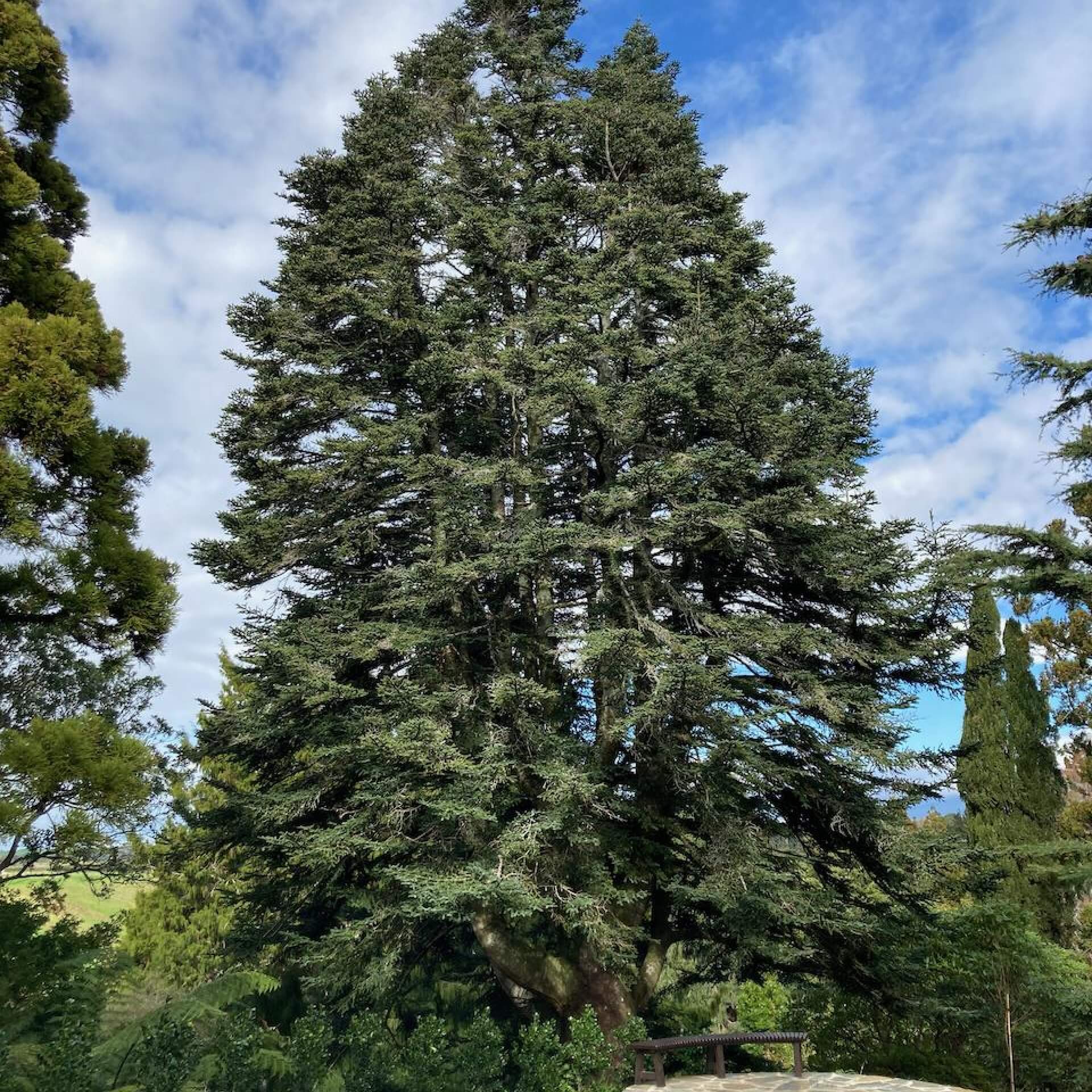 Spanische Tanne (Abies pinsapo)