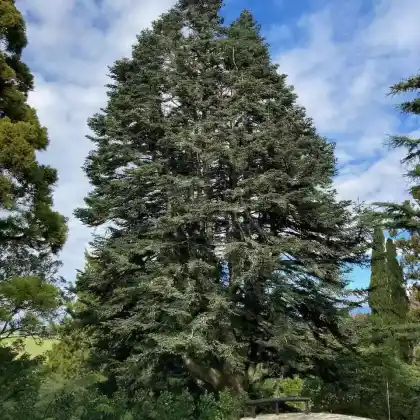 Foto von Spanische Tanne (Abies pinsapo)