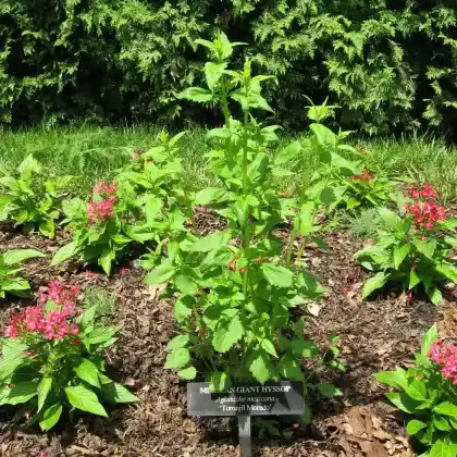 Foto von Mexikanische Duftnessel 'Toronjil Morado' (Agastache mexicana 'Toronjil Morado')