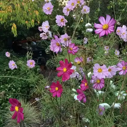 Foto von Schmuckkörbchen (Cosmos bipinnatus)