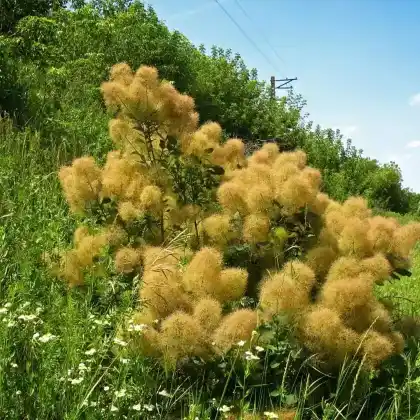 Foto von Perückenstrauch (Cotinus coggygria)