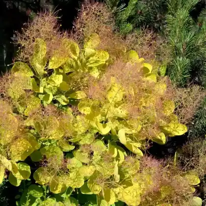 Foto von Goldgelber Perückenstrauch 'Golden Spirit' (Cotinus coggygria 'Golden Spirit')