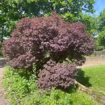 Foto von Roter Perückenstrauch 'Royal Purple' (Cotinus coggygria 'Royal Purple')