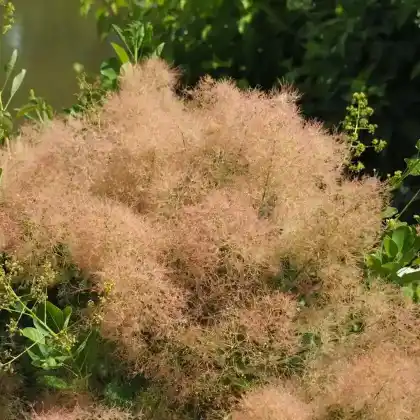 Foto von Perückenstrauch 'Young Lady' (Cotinus coggygria 'Young Lady')