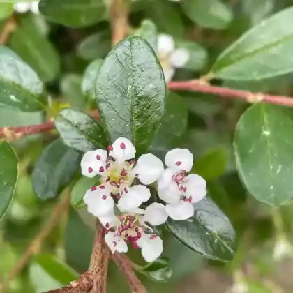 Foto von Teppich-Zwergmispel (Cotoneaster dammeri)