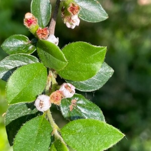 Cotoneaster dielsianus