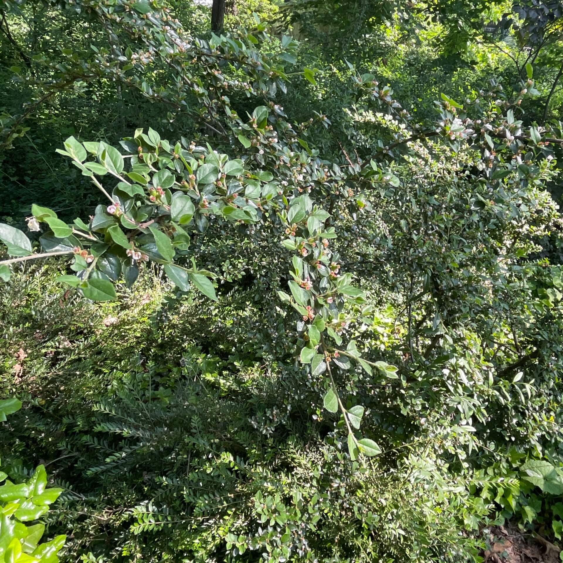 Graue Strauchmispel (Cotoneaster dielsianus)