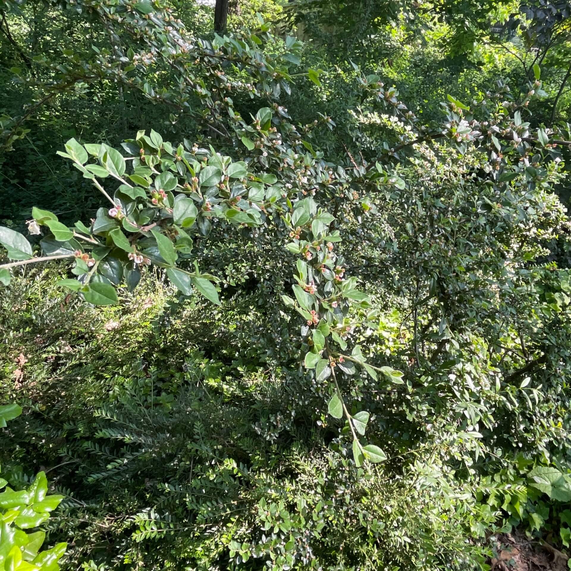 Graue Strauchmispel (Cotoneaster dielsianus)