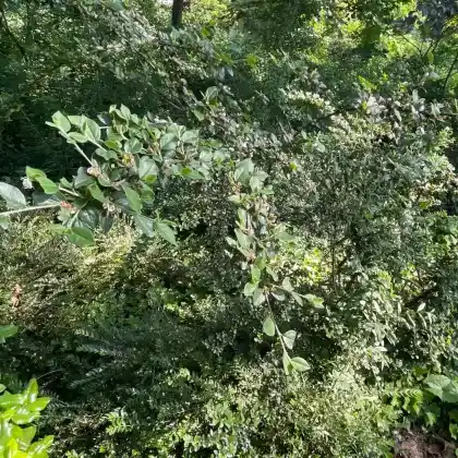 Foto von Graue Strauchmispel (Cotoneaster dielsianus)