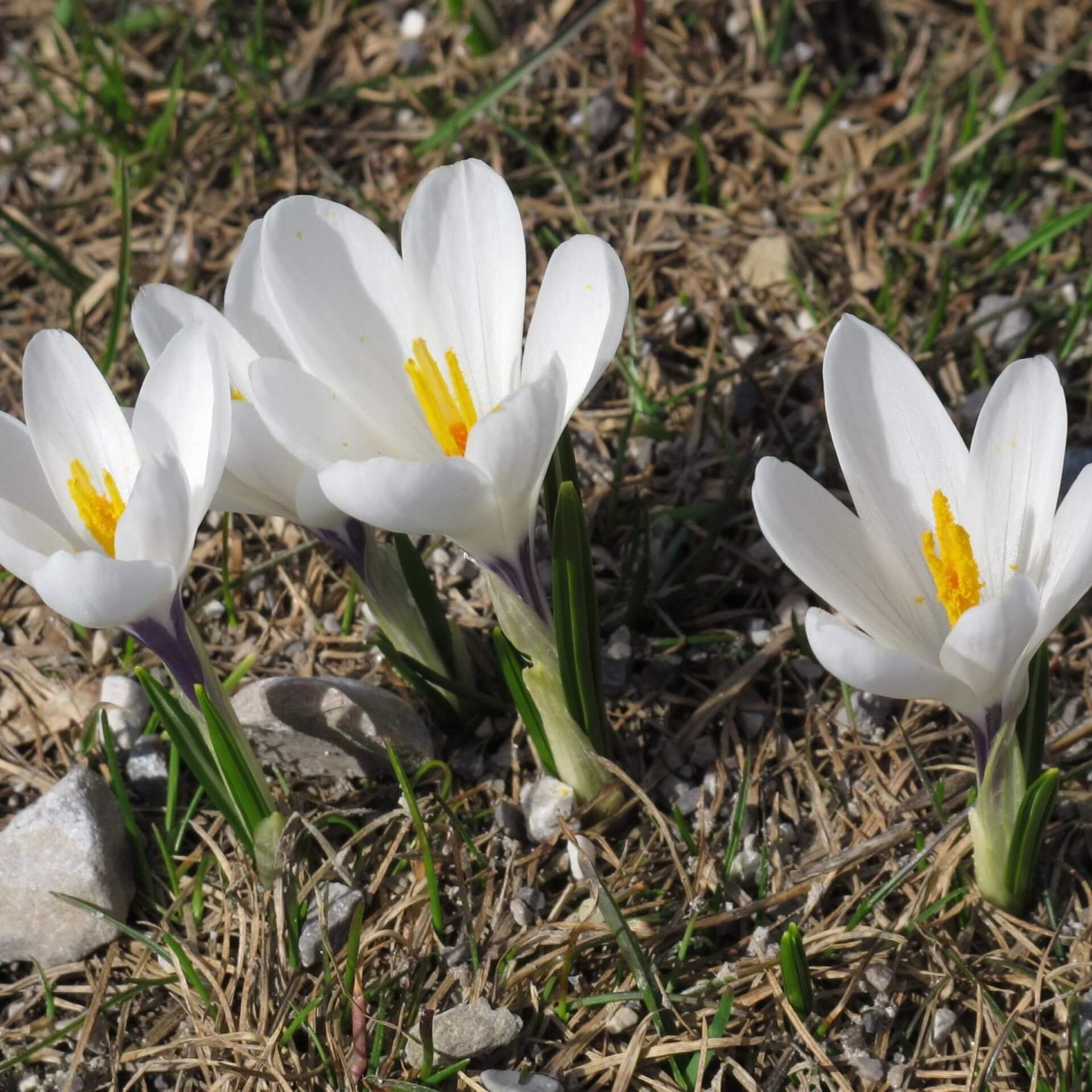 Weißblühender Frühlings-Krokus (Crocus vernus ssp. Albiflorus)