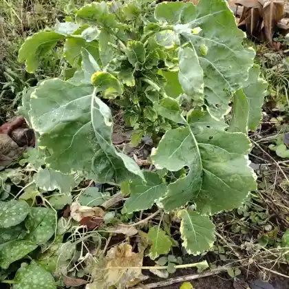 Foto von Ewiger Kohl 'Daubenton' (Brassica oleracea var. ramosa 'Daubenton')