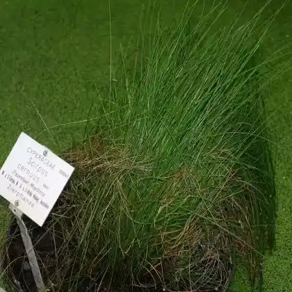 Foto von Frauenhaargras (Scirpus cernuus)